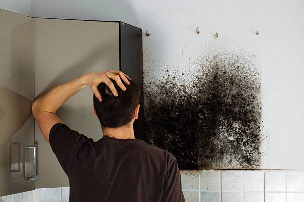 Trusted Yreka, CA Mold Removal Experts